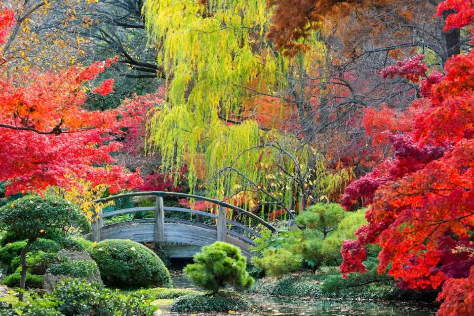 An arched bridge over a pond in a Japanese garden surrounded by bright red and yellow foliage.
